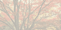 0173.gif