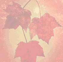 0174.gif