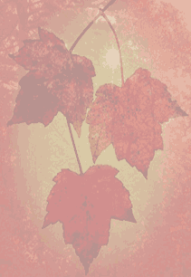 0175.gif