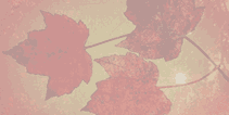 0176.gif